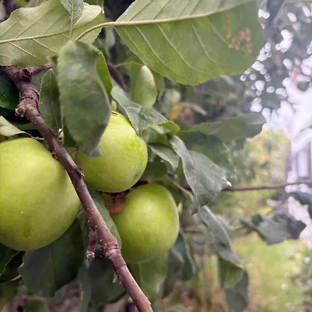 Alma Calorosa Sea View Bicas