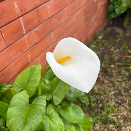 Alma Calorosa Sea View