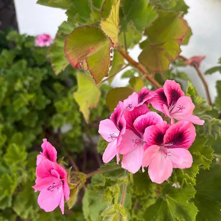 Alma Calorosa Sea View Apartment Bicas