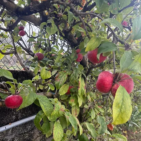 Apartment Alma Calorosa Sea View Bicas