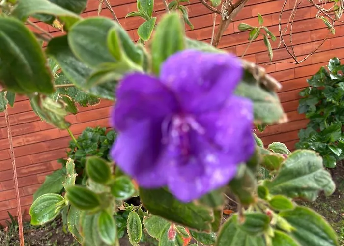 아파트 Alma Calorosa Sea View