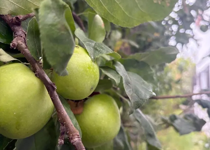 Alma Calorosa Sea View Bicas