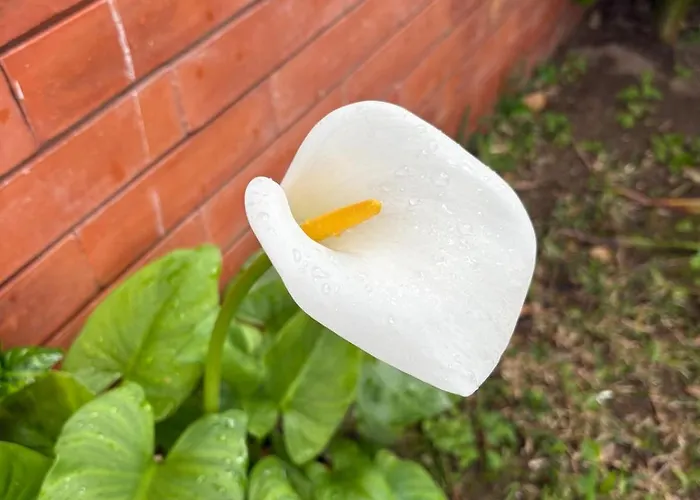 Alma Calorosa Sea View