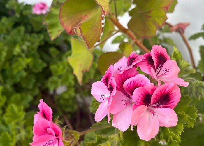 Alma Calorosa Sea View 아파트 Bicas