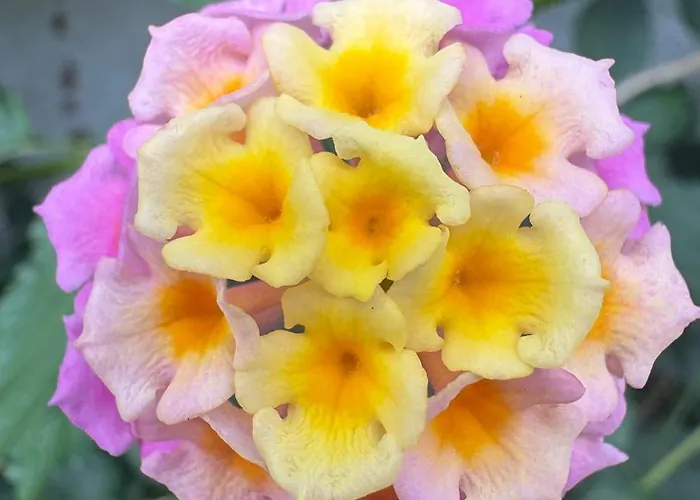 아파트 Alma Calorosa Sea View Bicas